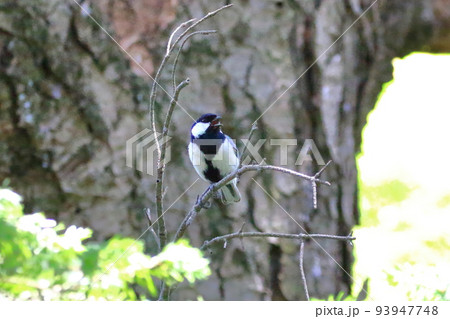 野鳥 シジュウカラ 野鳥 シジュウカラ 93947748