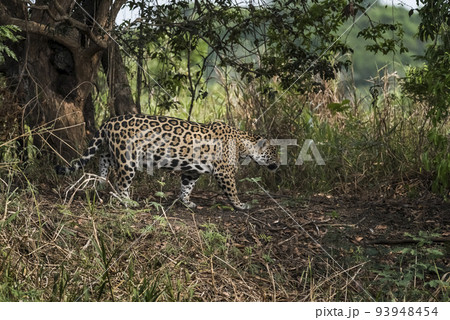Wild jaguar,Panthera onca, in forest environment, Pantanal, Brazil Wild jaguar,Panthera onca, in forest environment, Pantanal, Brazil 93948454