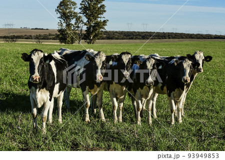 Cows in the Argentine countryside,Pampas,Argentina Cows in the Argentine countryside,Pampas,Argentina 93949853