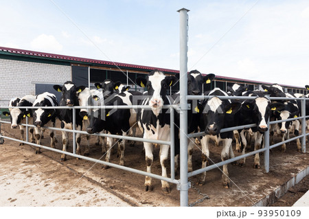 group of young dairy cows on a modern dairy farm 93950109