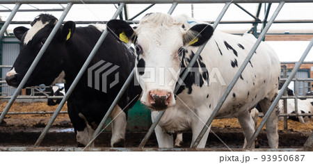 young milk cows close-up on a modern dairy farm 93950687