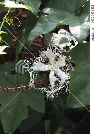 からすうりの花 からすうりの花 93950882