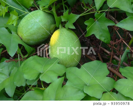 カラスウリの若い実　 93950978