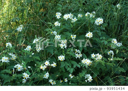 ワルナスビの花 93951434