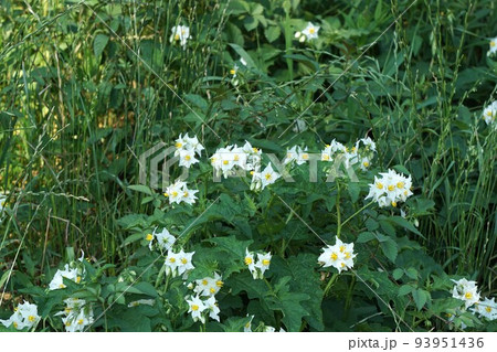 ワルナスビの花 ワルナスビの花 93951436