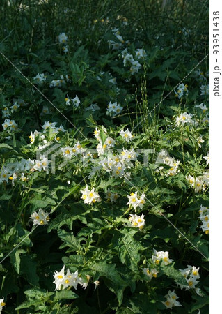 ワルナスビの花 ワルナスビの花 93951438