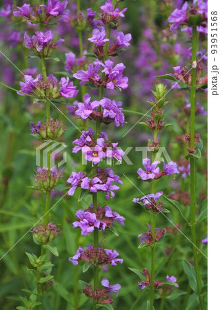 ミソハギの花 ミソハギの花 93951568