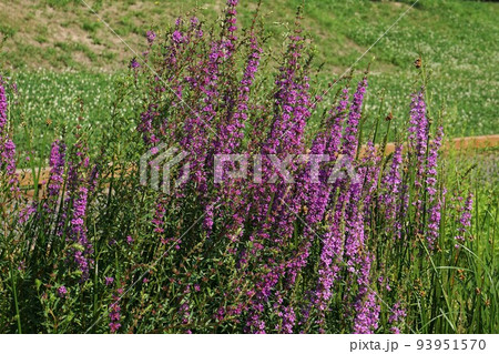 ミソハギの花 ミソハギの花 93951570