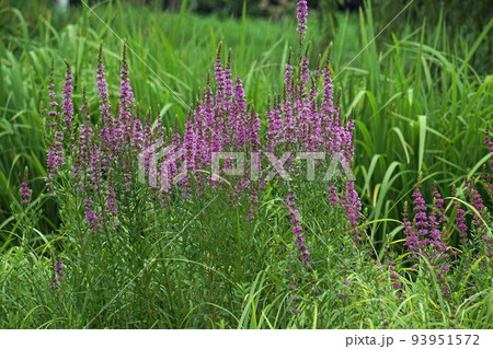 ミソハギの花 93951572