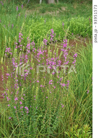 ミソハギの花 ミソハギの花 93951573