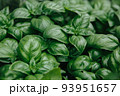 Fresh basil on a dark background. Green basil. Green basil on a dark background. A lot of basil 93951657