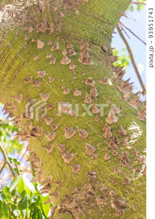 Thorns on the trunk of the Ceiba Chorizia tree 93951743