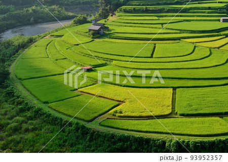 色つき始めた、あらぎ島棚田 93952357