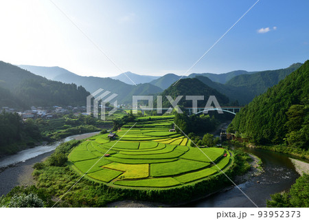 色つき始めた、あらぎ島棚田 93952373