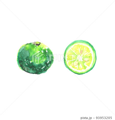 水彩で描いたすだちのイラスト 93953205