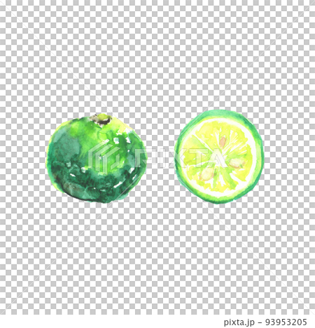 水彩で描いたすだちのイラスト 93953205