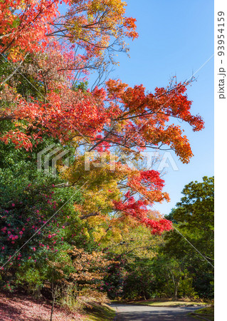 大阪府 万博記念公園の日本庭園の紅葉 大阪府 万博記念公園の日本庭園の紅葉 93954159