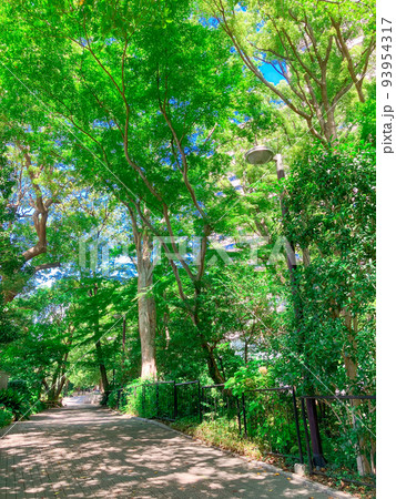 東京品川・御殿山庭園 93954317