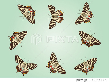 ギフチョウ飛翔 ギフチョウ飛翔 93954557