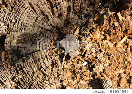 Tree rings old weathered wood texture with the cross section of a cut log Tree rings old weathered wood texture with the cross section of a cut log 93954645