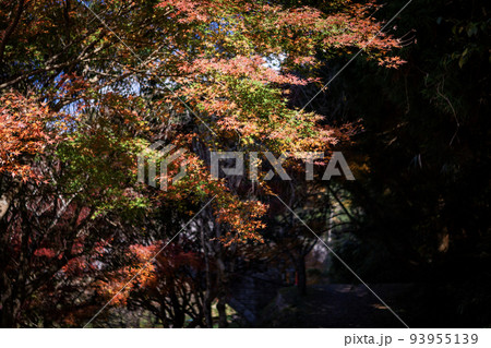 岩屋公園の秋の風景 93955139
