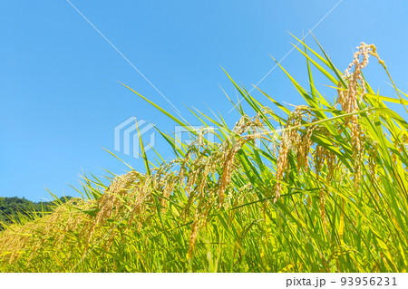 秋の稲 93956231