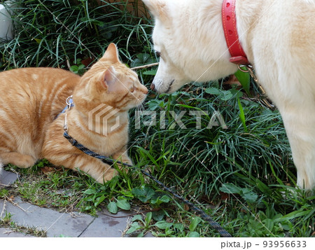 仲良しの犬と猫 仲良しの犬と猫 93956633