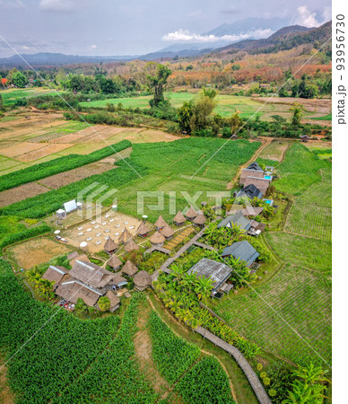 Aerial view of Houses in the middle of rice fields in Nan province, Thailand Aerial view of Houses in the middle of rice fields in Nan province, Thailand 93956730