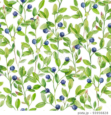 Watercolor illustration of blueberry branches with ripe berries. Seamless pattern with hand drawn elements. Watercolor illustration of blueberry branches with ripe berries. Seamless pattern with hand drawn elements. 93956828