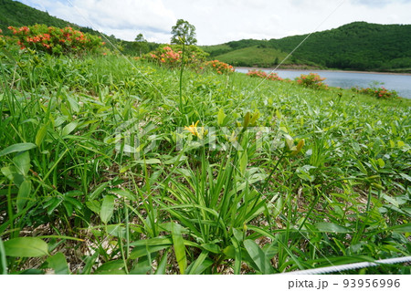 群馬県 吾妻郡六合村 レンゲツツジの咲く野反湖 イカイワパーキング付近 2022年6月27日 群馬県 吾妻郡六合村 レンゲツツジの咲く野反湖 イカイワパーキング付近 2022年6月27日 93956996