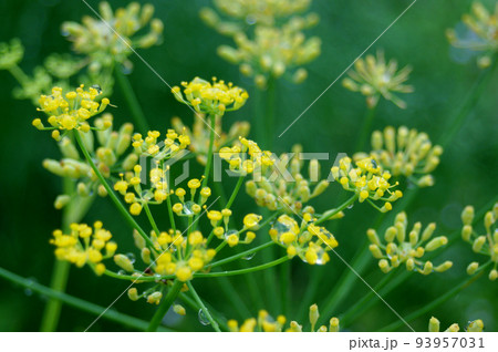 フェンネルの花とまんまるな水滴 フェンネルの花とまんまるな水滴 93957031