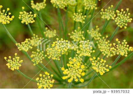 フェンネルの花 フェンネルの花 93957032