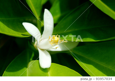 生い茂った葉の下で咲くダイダイの花 93957034