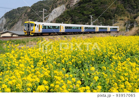 特急さざなみと菜の花 特急さざなみと菜の花 93957065