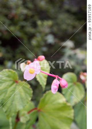 初秋に咲く秋海棠の花 初秋に咲く秋海棠の花 93957169