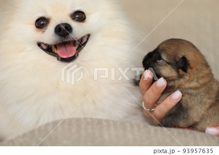 Cute fluffy adorable Pomeranian and little puppy Cute fluffy adorable Pomeranian and little puppy 93957635