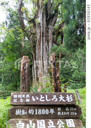 〔岐阜県郡上市・8月〕巨木「石徹白の大杉」　国の特別天然記念物　（別名「十二抱えの大杉」） 93958143