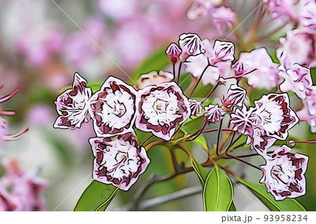 パステル調 ”カルミアの花と蕾” イラストイメージ パステル調 ”カルミアの花と蕾” イラストイメージ 93958234