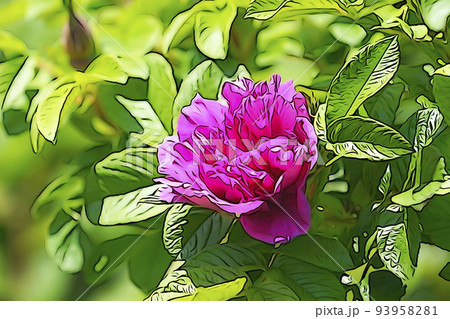 パステル調 ”八重のハマナスの花” イラストイメージ  パステル調 ”八重のハマナスの花” イラストイメージ  93958281