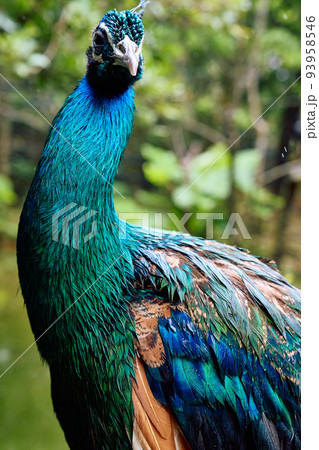 孔雀の置物 青と緑のグラデーション2個セット 孔雀手描き陶器 26.2×