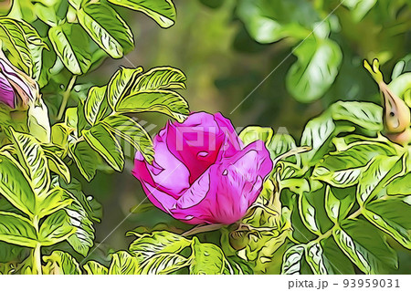 パステル調　”ハマナスの花”　イラストイメージ 93959031