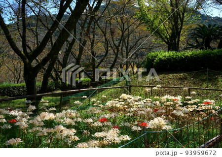 正光寺の白花彼岸花 93959672