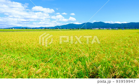 秋の田園風景 93959947