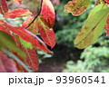 赤く紅葉した葉っぱ 93960541