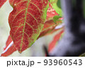 赤く紅葉した葉っぱ 93960543