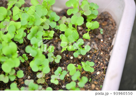 家庭菜園、屋外ガーデニング、野菜栽培のベビーリーフ。発芽、いろいろ。 家庭菜園、屋外ガーデニング、野菜栽培のベビーリーフ。発芽、いろいろ。 93960550