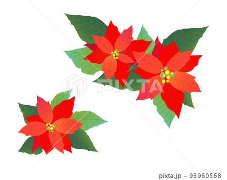 華やかなポインセチアのイラスト素材セットのイラスト素材