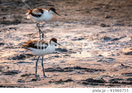 Two Water birds pied avocet, Recurvirostra avosetta, standing on salt lake shore in pink sunset light. The pied avocet is a large black and white wader with long, upturned beak 93960755