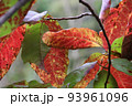真っ赤に紅葉した秋の広葉樹のアップ 93961096