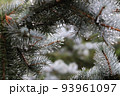 水滴のついたクリスマスツリー　プンゲンス　ポプシー　トウヒ 93961097